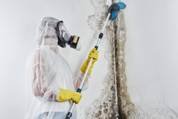Trusted Ellis, KS Mold Remediation Experts