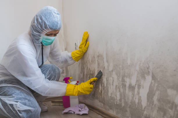 Best Bathroom Mold Remediation in Ellis, KS