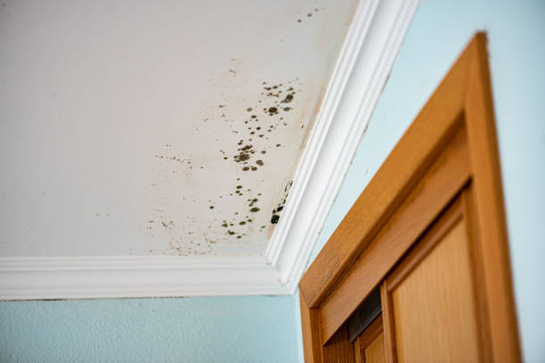 Best HVAC Mold Remediation in Ellis, KS