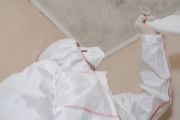 Best Kitchen Mold Remediation in Ellis, KS
