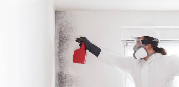 Best Post-Flood Mold Remediation in Ellis, KS