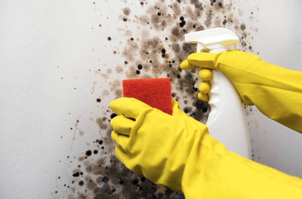 Best Mold Testing and Inspection Services in Ellis, KS