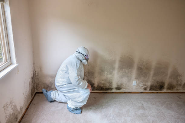 Best Residential Mold Remediation in Ellis, KS