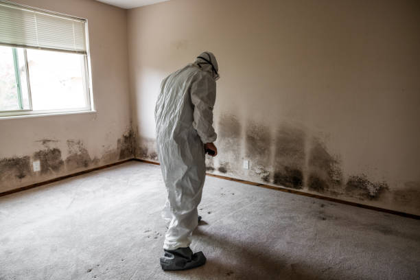 Best Residential Mold Remediation in Ellis, KS