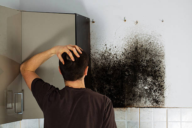 Best Industrial Mold Remediation in Ellis, KS